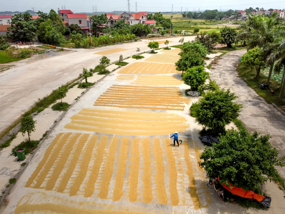 Drone shot of a farmer drying paddy on a sunny day in a rural area.